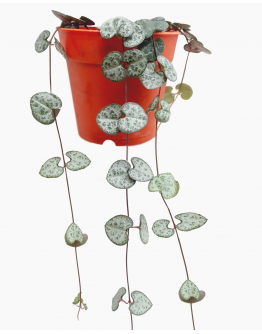 String of Hearts Ceropegia woodii