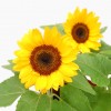 Sunflower Helianthus annuus 向日葵 Potted