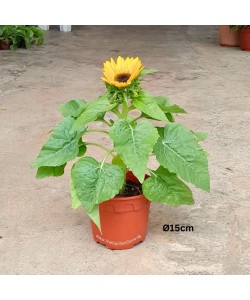 Sunflower Helianthus annuus 向日葵 Potted