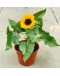 Sunflower Helianthus annuus 向日葵 Potted