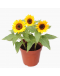 Sunflower Helianthus annuus 向日葵 Potted