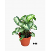 Syngonium Green Arrowhead Plant