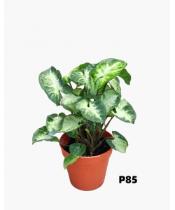 Syngonium Green Arrowhead Plant