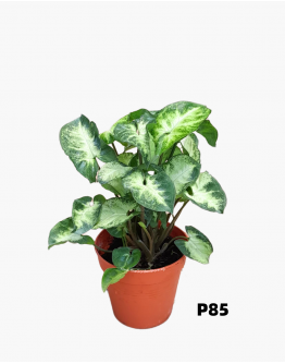 Syngonium Green Arrowhead Plant