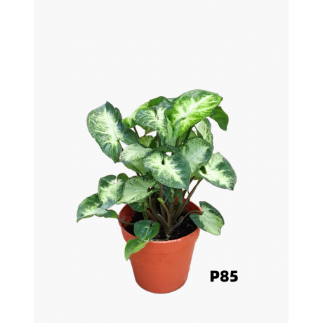 Syngonium Green Arrowhead Plant