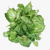 Syngonium Green P150 Arrowhead Plant