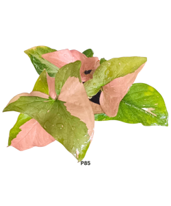 Syngonium Pink Allusion P85 Trailing Potted Plant