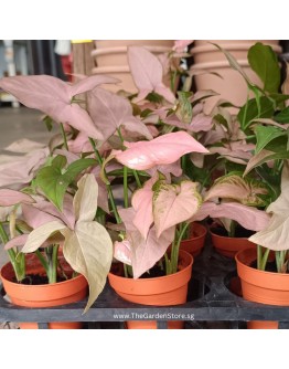 Syngonium Pink Allusion P85 Trailing Potted Plant