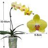 Taiwan Phalaenopsis Potted 蝴蝶兰 (Single Stalk)