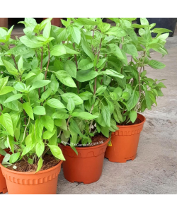 Thai Basil 九层塔 Potted Herbs