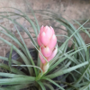 Tillandsia Cotton Candy Airplant
