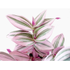 Tradescantia albiflora Nanouk Purple 油画婚礼