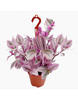 Tradescantia albiflora Nanouk Purple 油画婚礼