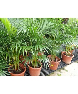 Areca Palm Yellow Palm