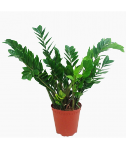 Zamioculcas zamiifolia Money Plant 金钱树 