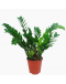 Zamioculcas zamiifolia Money Plant 金钱树 