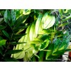 Zamioculca zamiifolia variegated
