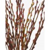 Pussy Willow Unpeeled 银柳 (12 Stems per Bundle)