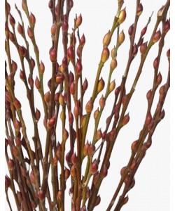 Pussy Willow Unpeeled 银柳 (12 Stems per Bundle)