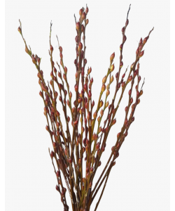 Pussy Willow Unpeeled 银柳 (12 Stems per Bundle)