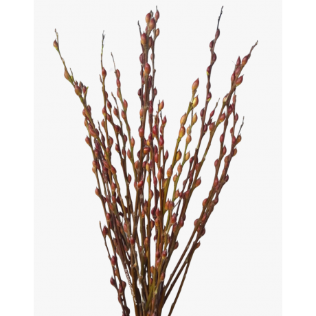 Pussy Willow Unpeeled 银柳 (12 Stems per Bundle)