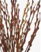 Pussy Willow Unpeeled 银柳 (12 Stems per Bundle)