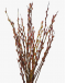 Pussy Willow Unpeeled 银柳 (12 Stems per Bundle)