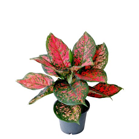 Aglaonema anyamanee Hybrid Red