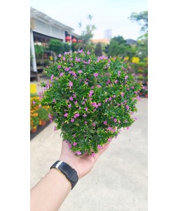 Cuphea Purple 细叶雪茄花