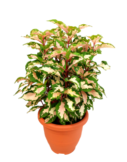 Graptophyllum pictum 'Tricolor' Variegated leaf