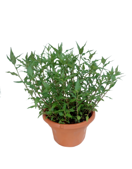 Laksa Leaf Potted Plant