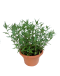 Laksa Leaf Potted Plant