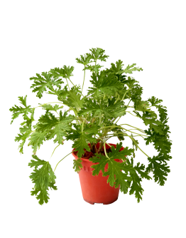 Pelargonium Mosquito Plant Citronella 驱蚊草 Potted Herbs
