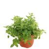 Oregano 皮萨草 Potted Herbs