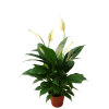 Peace Lily Spathiphyllum
