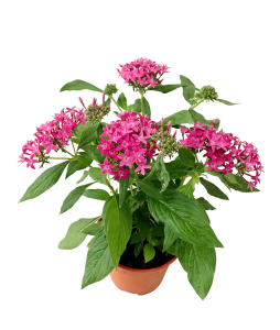 Pentas lanceolata Pentas Flowers Potted Plant