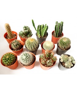 Assorted Mini Cactus