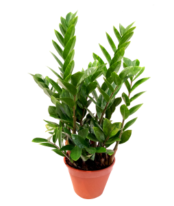 Zamioculcas zamiifolia Money Plant 金钱树 