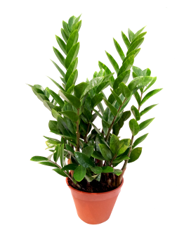 Zamioculcas zamiifolia Money Plant 金钱树 