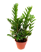 Zamioculcas zamiifolia Money Plant 金钱树 