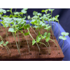 GrowFoam Seed Germination Solution