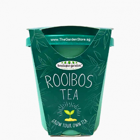 Grow Your Own Rooibos Tea