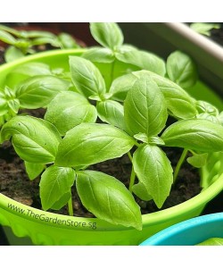 Sweet Basil Seeds by HORTI 