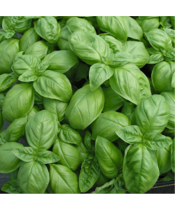 Basil 'Italiano Classico' Seeds by The Seeds Master (600-650 seeds)