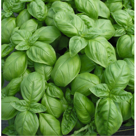 Basil 'Italiano Classico' Seeds by The Seeds Master (600-650 seeds)