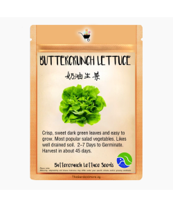 Buttercrunch Lettuce Seeds by BlueAcres