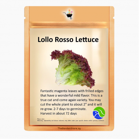Lollo Rosso Lettuce Seeds by BlueAcres