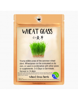 Wheatgrass Seeds by BlueAcres