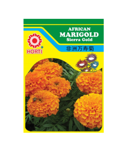 Marigold 万寿菊 Seeds By HORTI