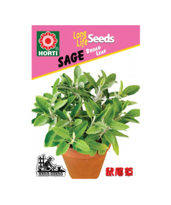 Sage 鼠尾草 Seeds By HORTI